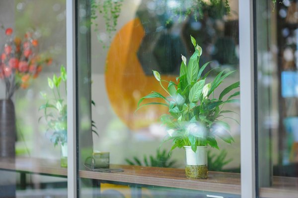 Comment faire un insecticide naturel pour le jardin avec des ingrédients de cuisine ?